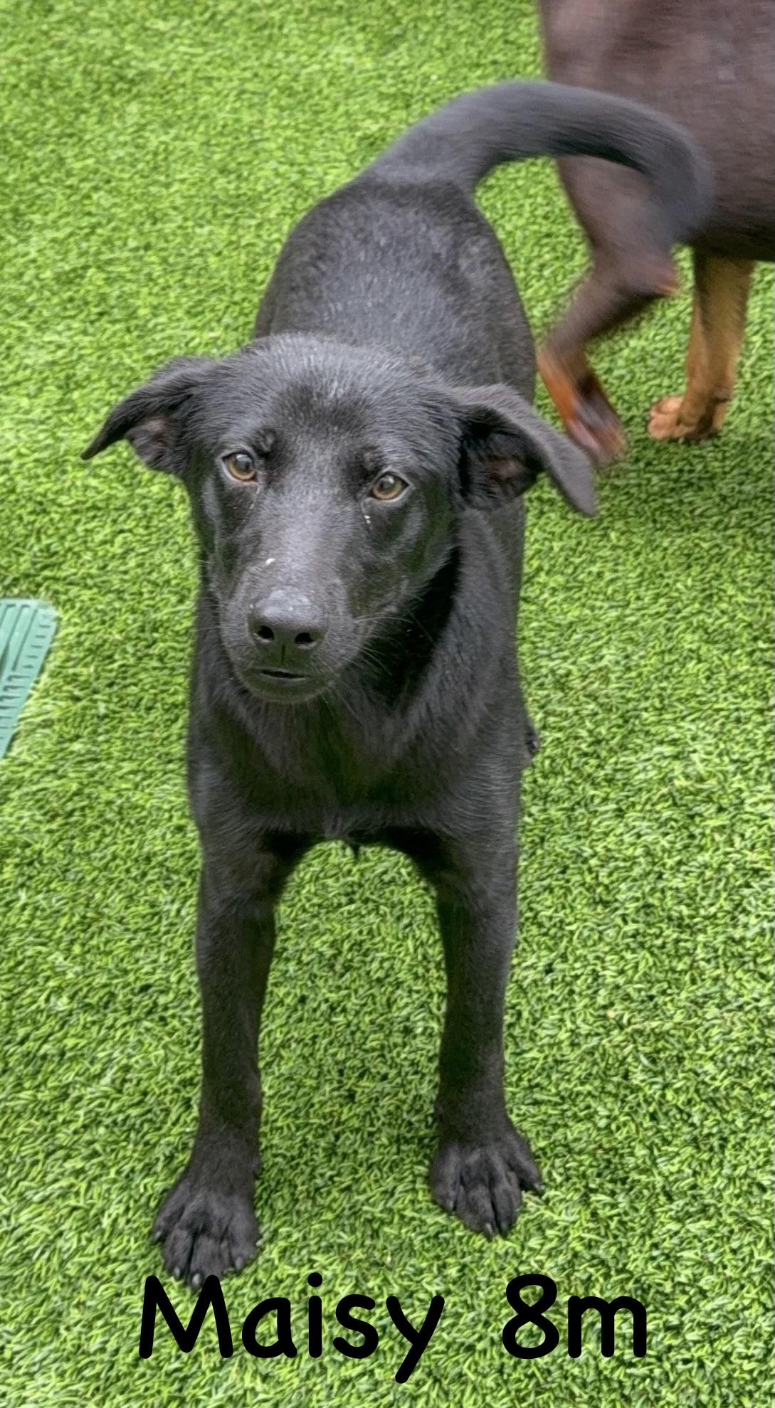 Maisy, Adoptable, Young Female Shepherd.