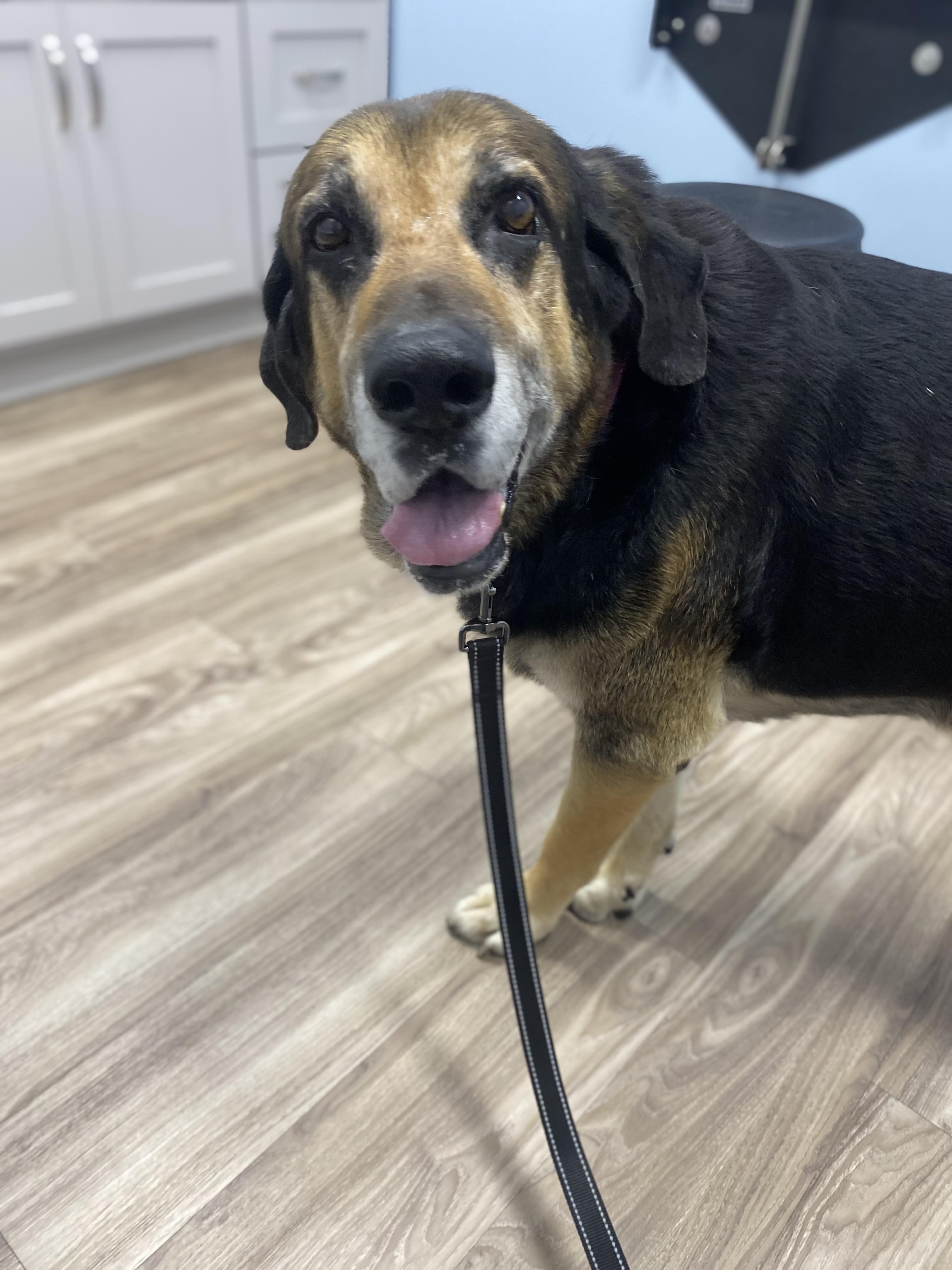 Bernie, a ADOPTABLE Bloodhound in Franklin, KY image 3/4