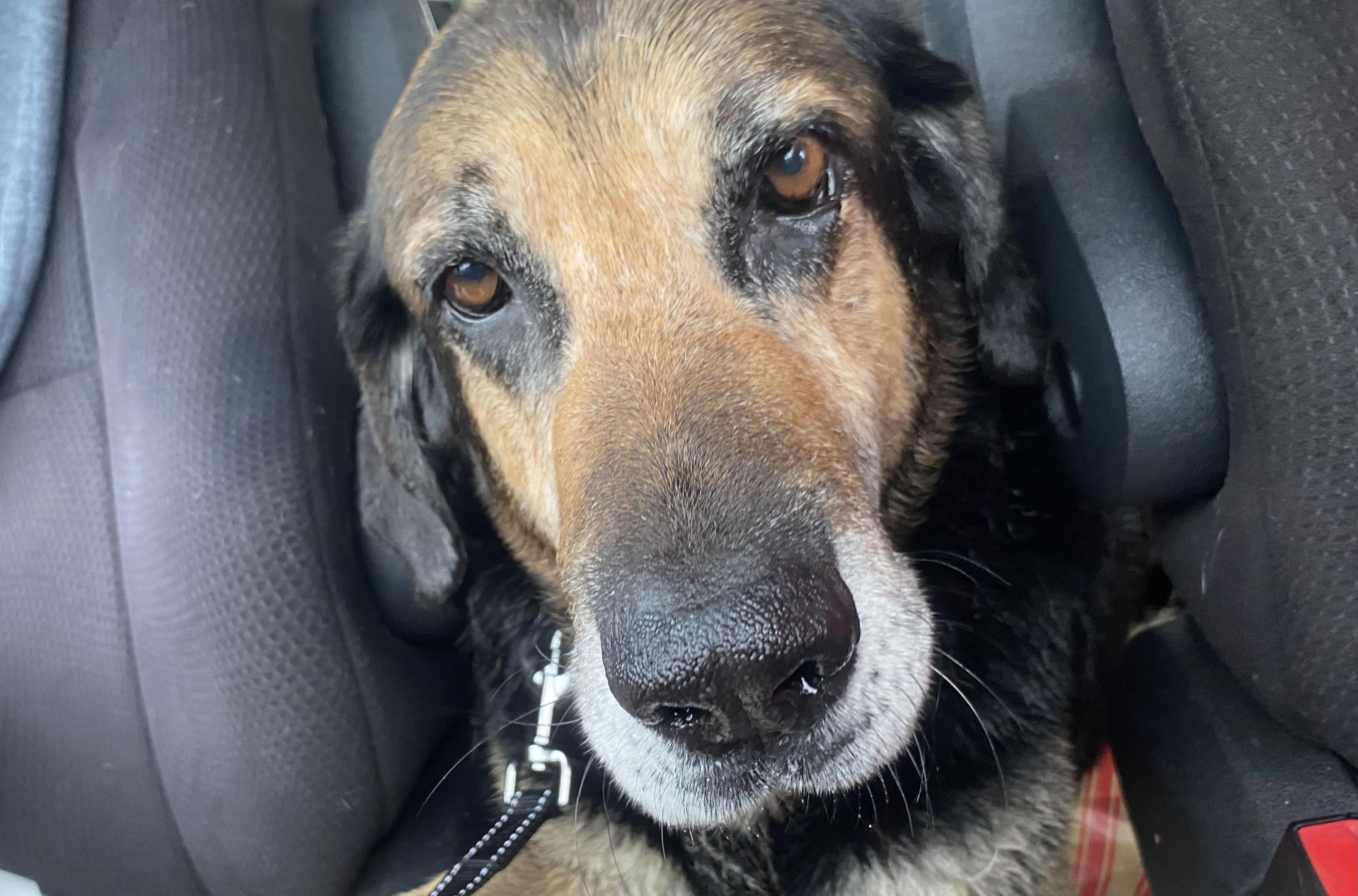 Bernie, ADOPTABLE, Senior Male Bloodhound.