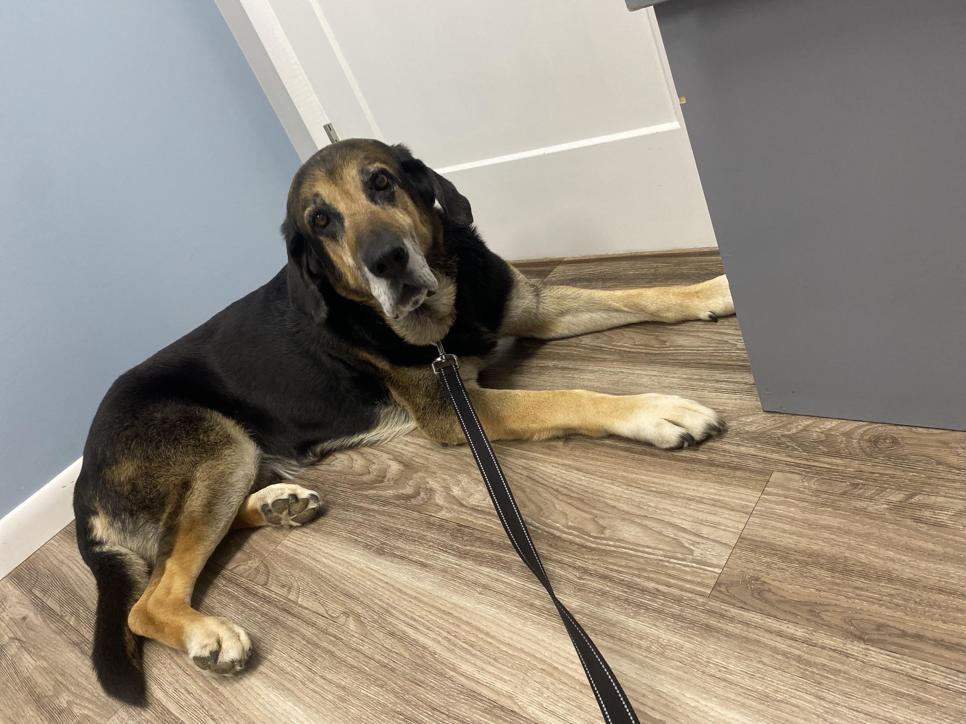 Bernie, a ADOPTABLE Bloodhound in Franklin, KY image 2/4