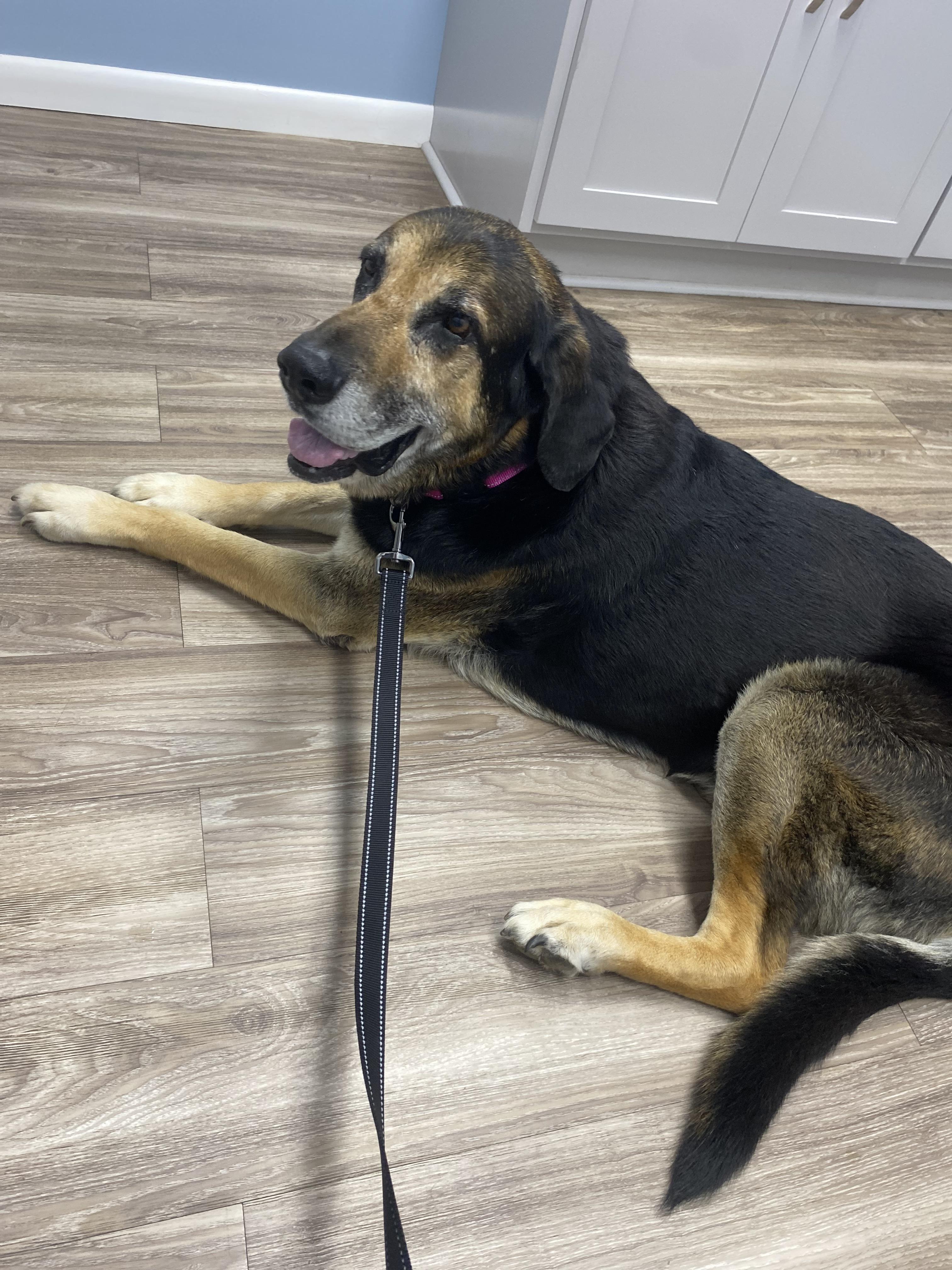 Bernie, a ADOPTABLE Bloodhound in Franklin, KY image 4/4