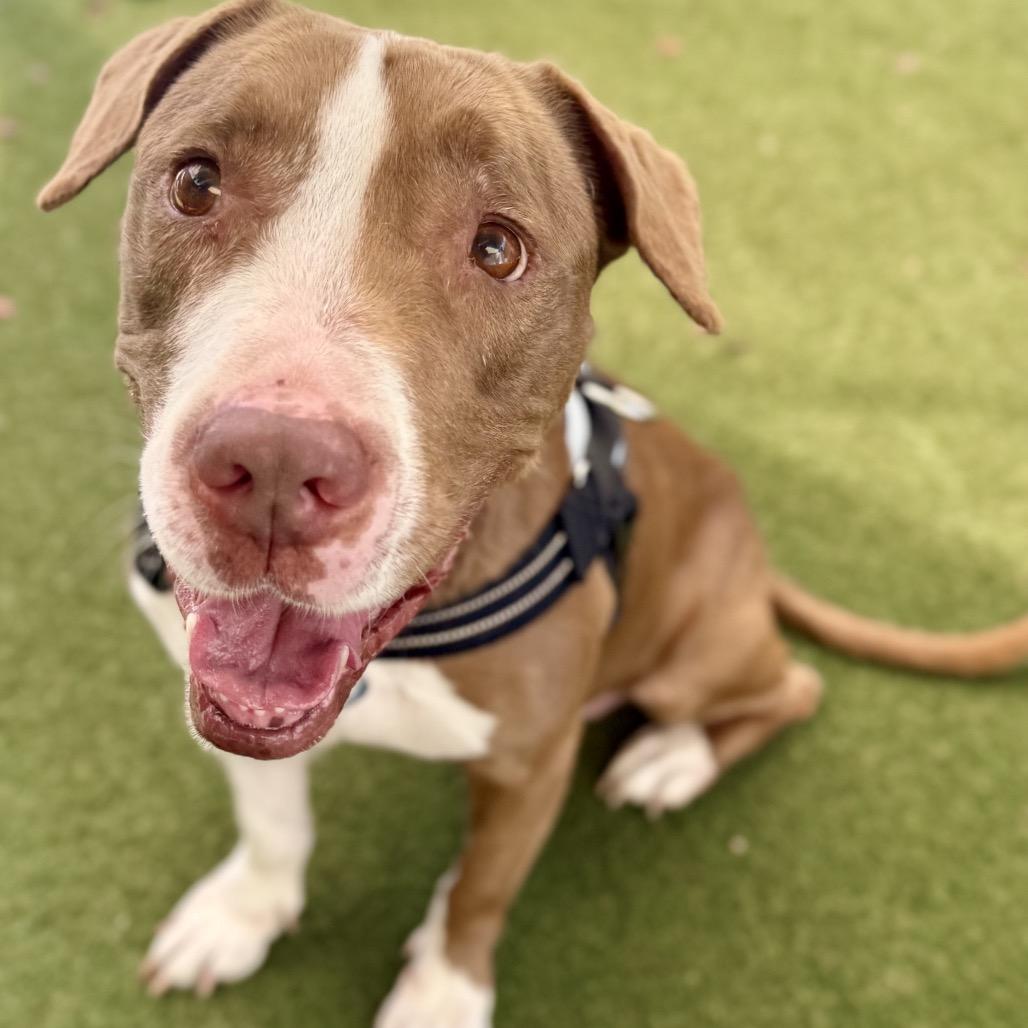 Enlarge Velvet, a Adoptable American Staffordshire Terrier in Fort Lauderdale, FL image 1/6