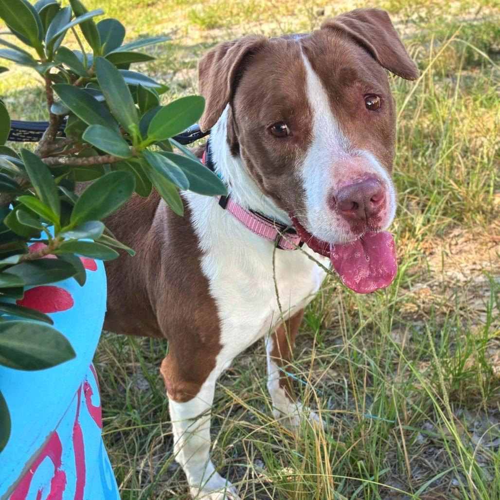 Enlarge Velvet, a Adoptable American Staffordshire Terrier in Fort Lauderdale, FL image 2/6