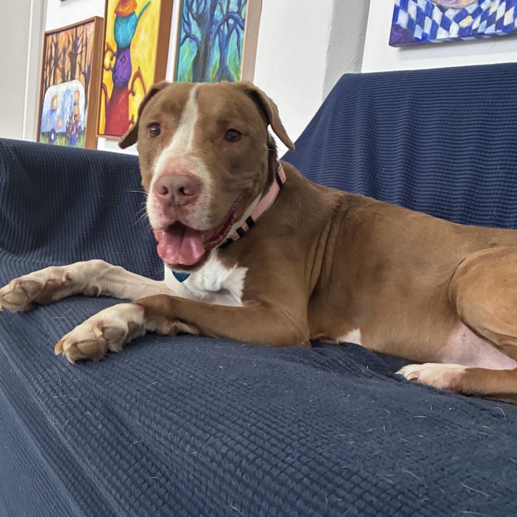 Enlarge Velvet, a Adoptable American Staffordshire Terrier in Fort Lauderdale, FL image 3/6