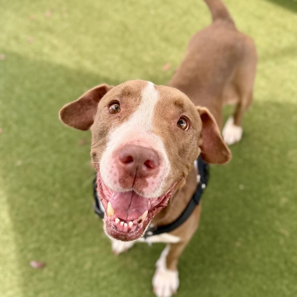 Enlarge Velvet, a Adoptable American Staffordshire Terrier in Fort Lauderdale, FL image 4/6