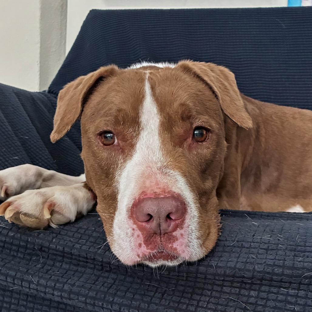 Enlarge Velvet, a Adoptable American Staffordshire Terrier in Fort Lauderdale, FL image 5/6