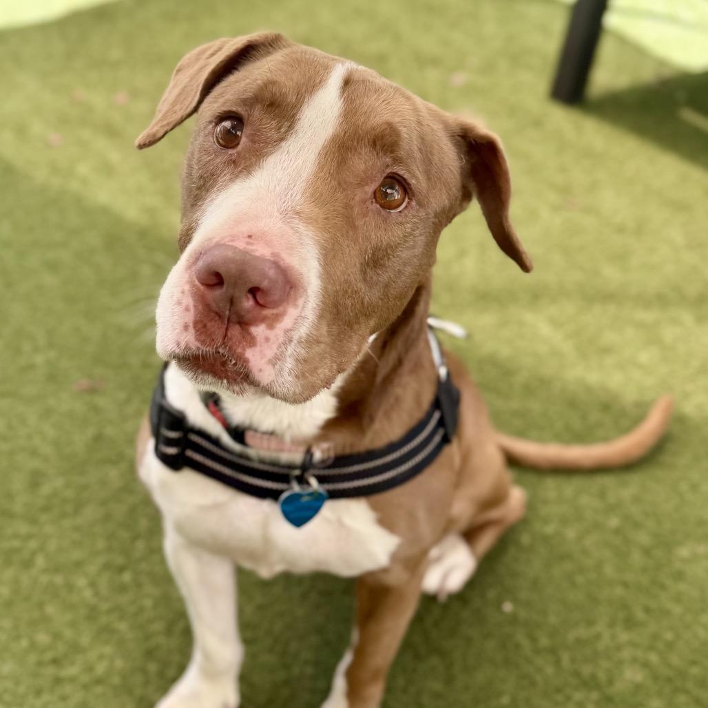 Enlarge Velvet, a Adoptable American Staffordshire Terrier in Fort Lauderdale, FL image 6/6