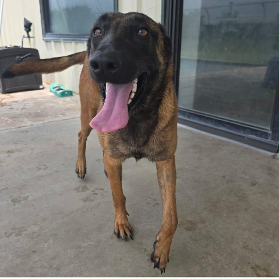 Enlarge Hannah, a ADOPTABLE Belgian Shepherd / Malinois in Lockhart, TX image 6/6