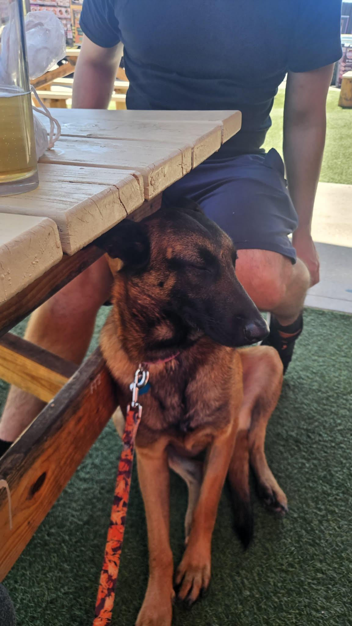 Enlarge Hannah, a ADOPTABLE Belgian Shepherd / Malinois in Lockhart, TX image 3/6