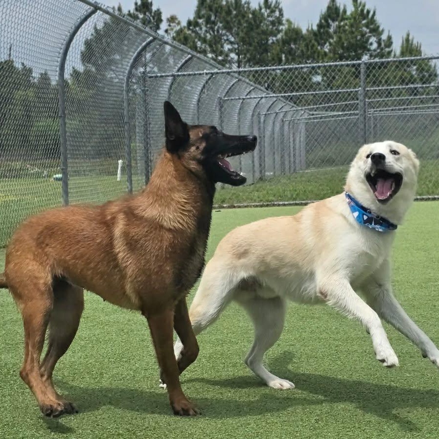 Hannah, ADOPTABLE, Young Female Belgian Shepherd / Malinois.