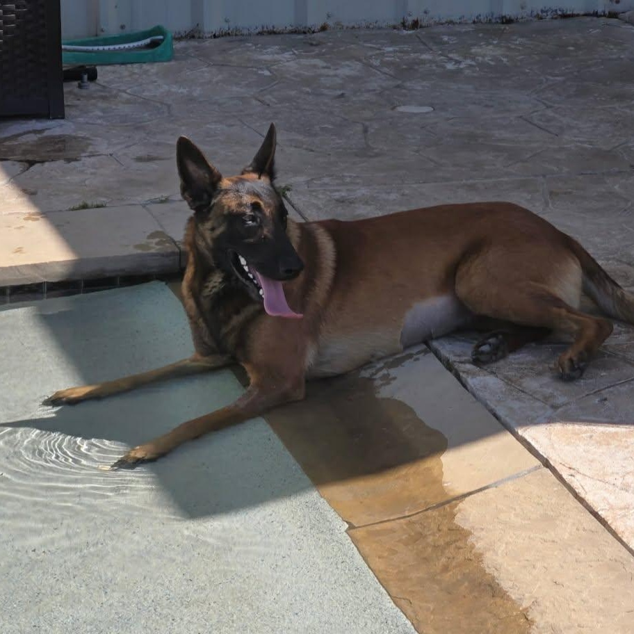 Enlarge Hannah, a ADOPTABLE Belgian Shepherd / Malinois in Lockhart, TX image 2/6