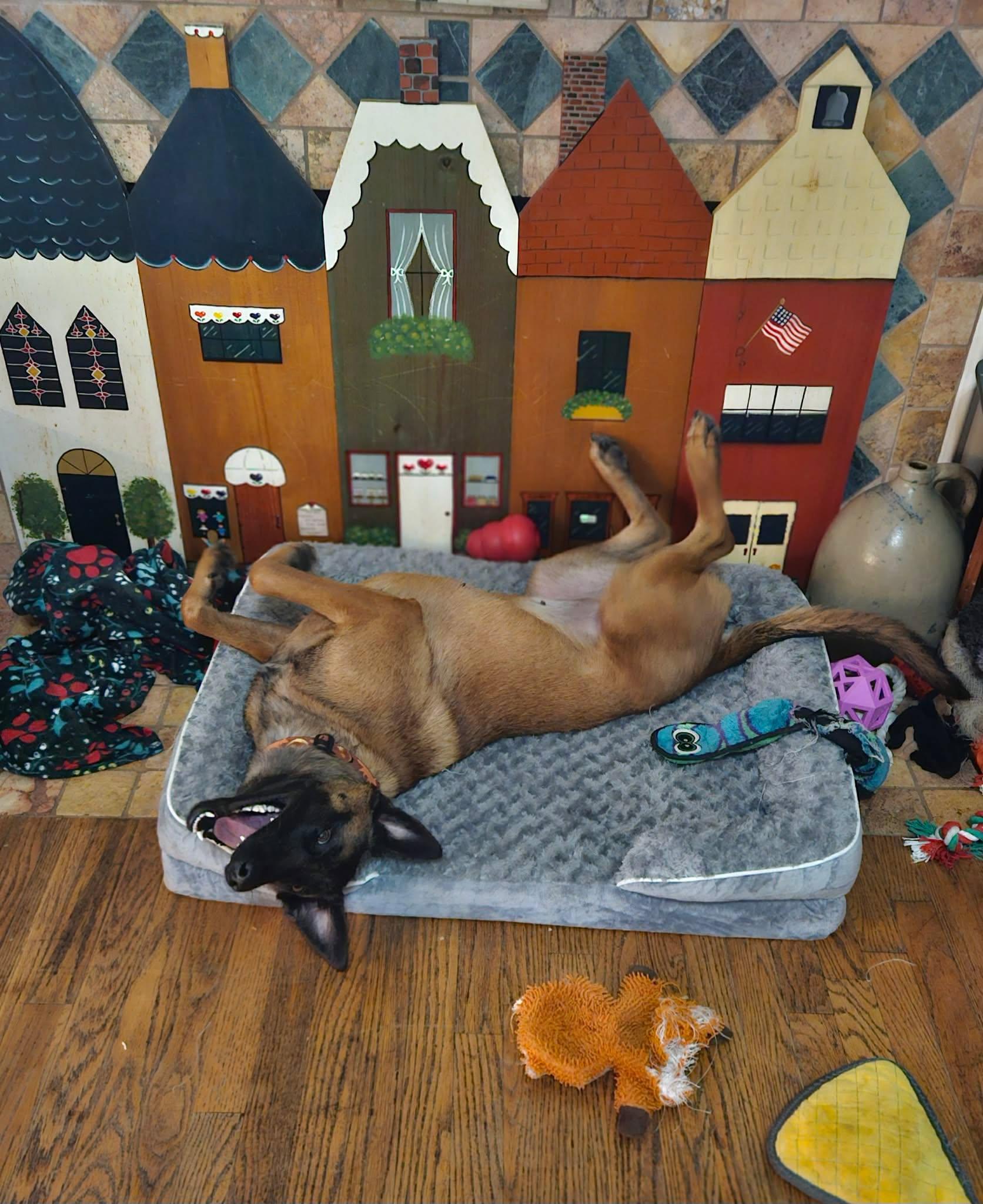 Enlarge Hannah, a ADOPTABLE Belgian Shepherd / Malinois in Lockhart, TX image 6/6