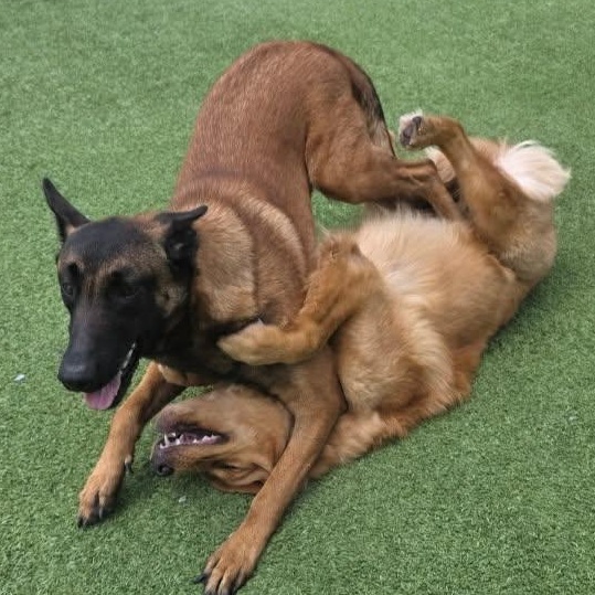 Enlarge Hannah, a ADOPTABLE Belgian Shepherd / Malinois in Lockhart, TX image 4/6