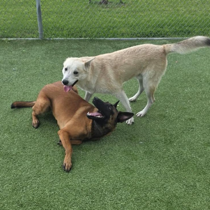 Enlarge Hannah, a ADOPTABLE Belgian Shepherd / Malinois in Lockhart, TX image 5/6