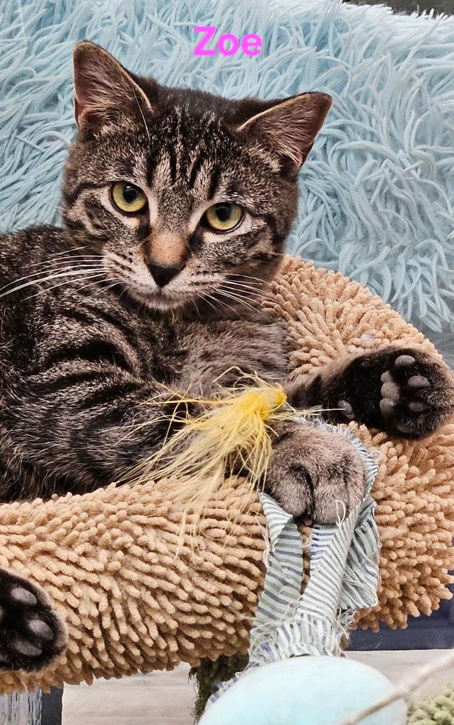 Enlarge Zoe, a Adoptable Domestic Short Hair in Saint George, UT image 1/2