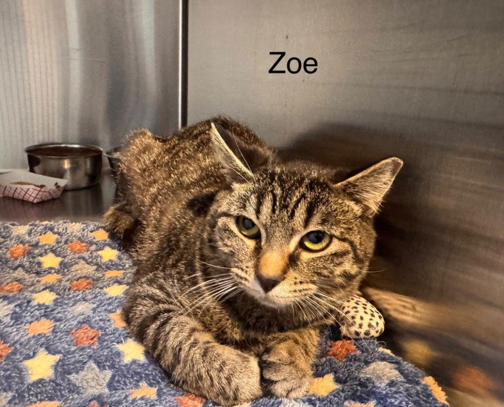 Enlarge Zoe, a Adoptable Domestic Short Hair in Saint George, UT image 2/2