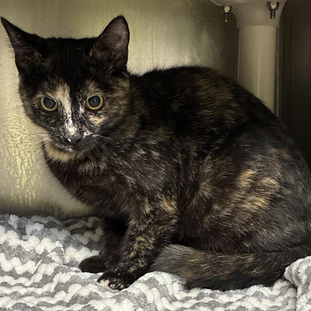 Tawny, Adoptable, Young Female Domestic Short Hair.