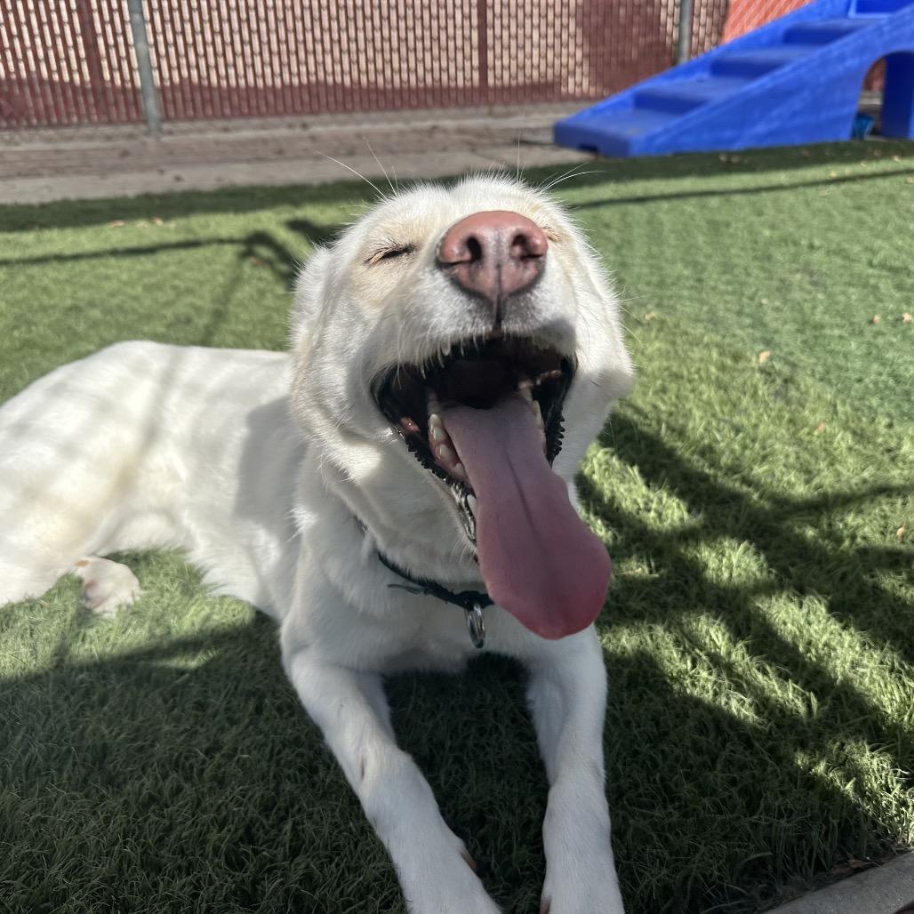 Snow, Adoptable, Adult Female Husky.