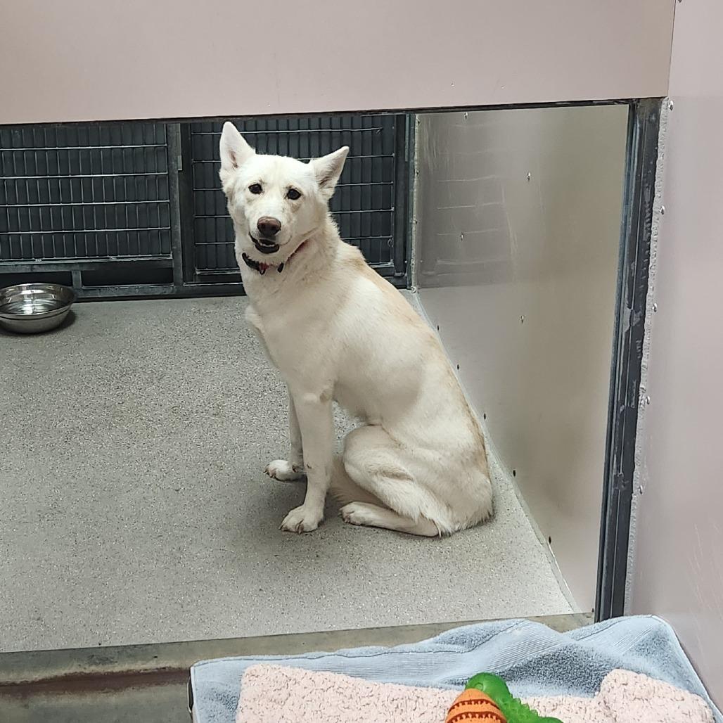 Enlarge Snow, a Adoptable Husky in Murray, UT image 2/6
