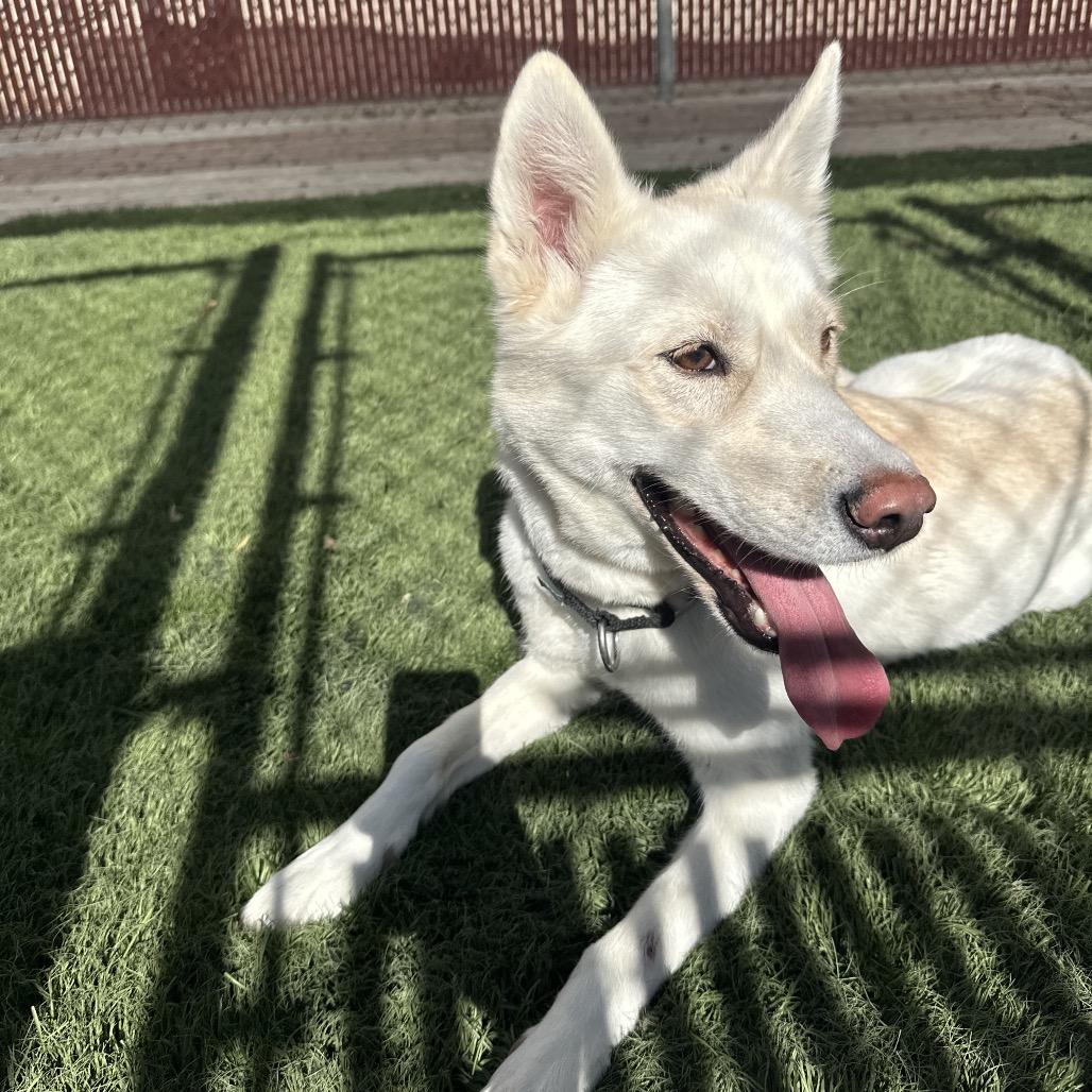 Enlarge Snow, a Adoptable Husky in Murray, UT image 4/6