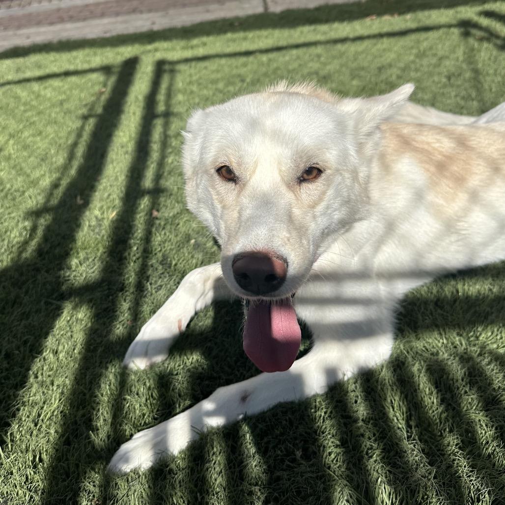 Enlarge Snow, a Adoptable Husky in Murray, UT image 5/6