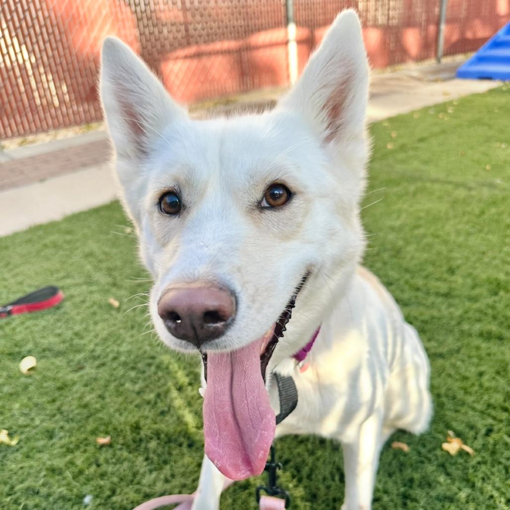 Enlarge Snow, a Adoptable Husky in Murray, UT image 6/6