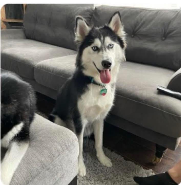 Nova/Lola, Adoptable, Adult Female Husky.
