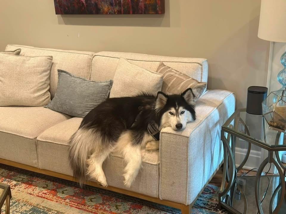 Nova/Lola, Adoptable, Adult Female Husky.