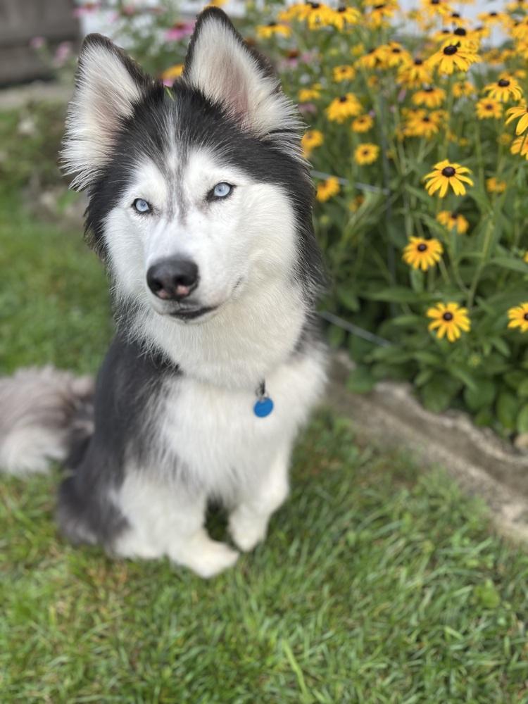 Enlarge Nova/Lola, a Adoptable Husky in Columbus, OH image 2/4