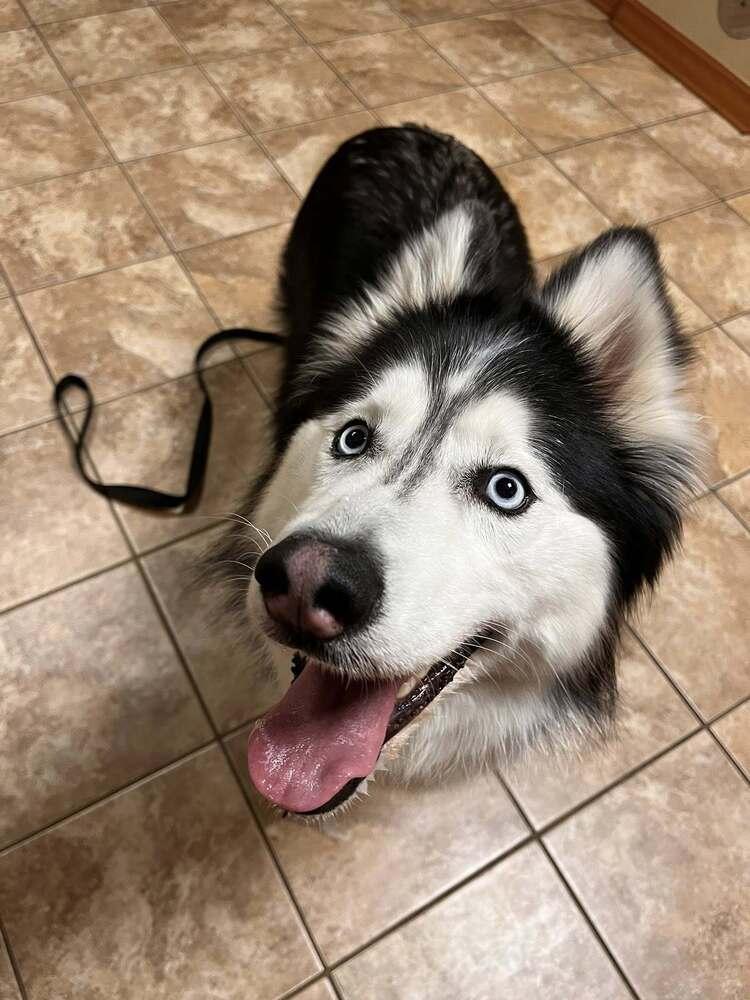 Enlarge Nova/Lola, a Adoptable Husky in Columbus, OH image 2/6