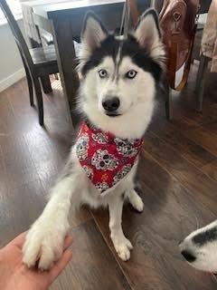 Enlarge Nova/Lola, a Adoptable Husky in Columbus, OH image 3/6