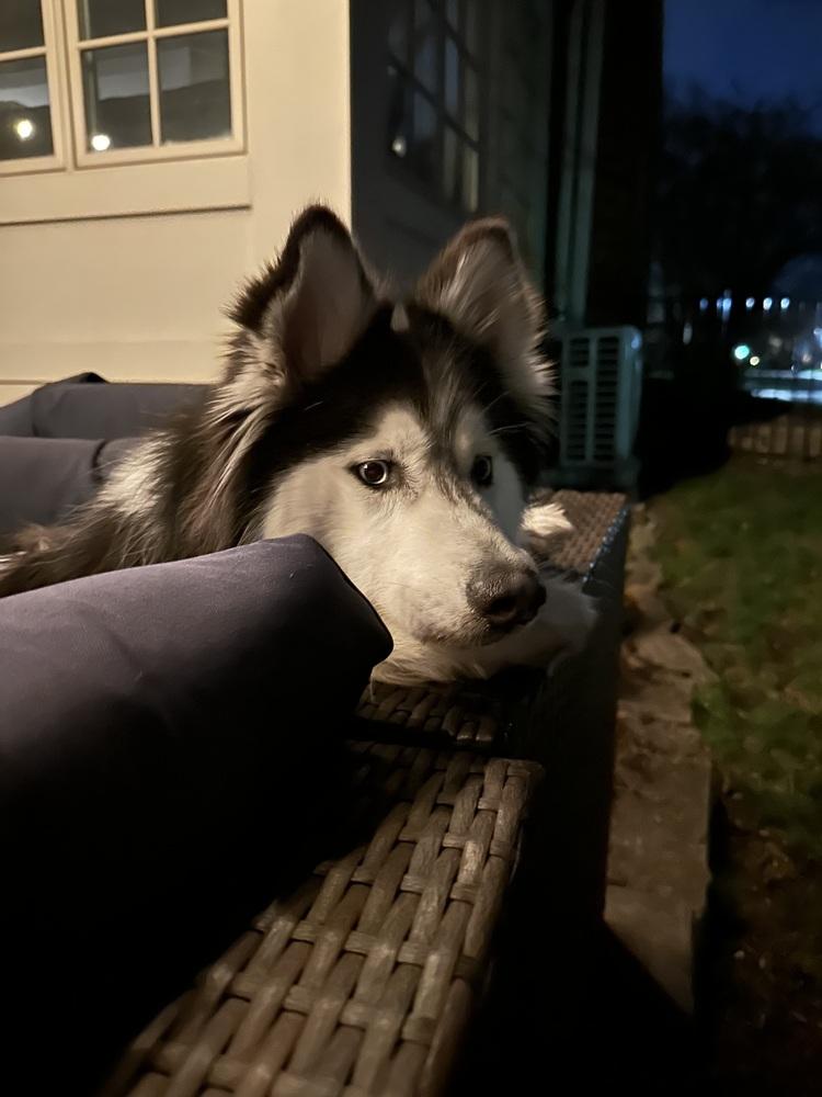 Enlarge Nova/Lola, a Adoptable Husky in Columbus, OH image 4/6