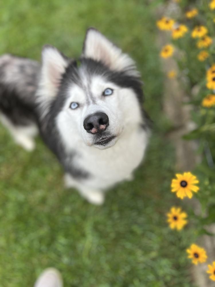 Enlarge Nova/Lola, a Adoptable Husky in Columbus, OH image 3/4