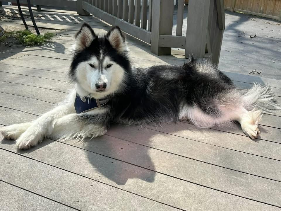 Enlarge Nova/Lola, a Adoptable Husky in Columbus, OH image 5/6