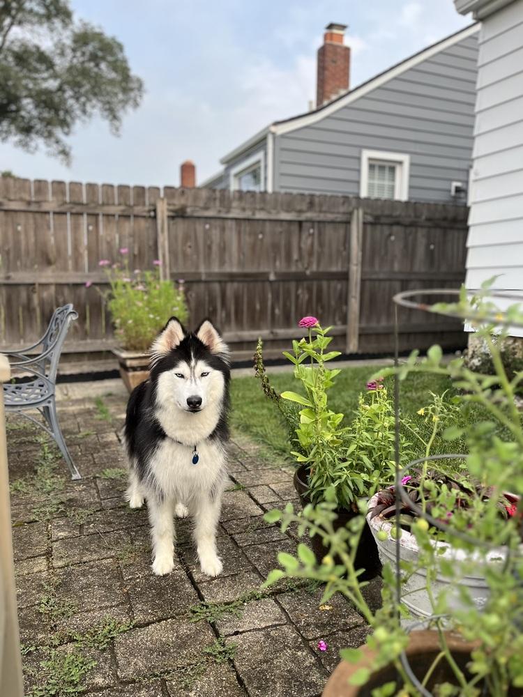 Enlarge Nova/Lola, a Adoptable Husky in Columbus, OH image 4/4