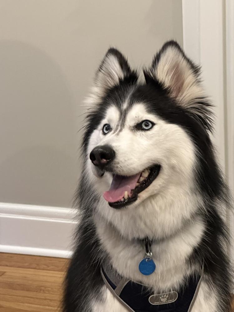 Enlarge Nova/Lola, a Adoptable Husky in Columbus, OH image 6/6