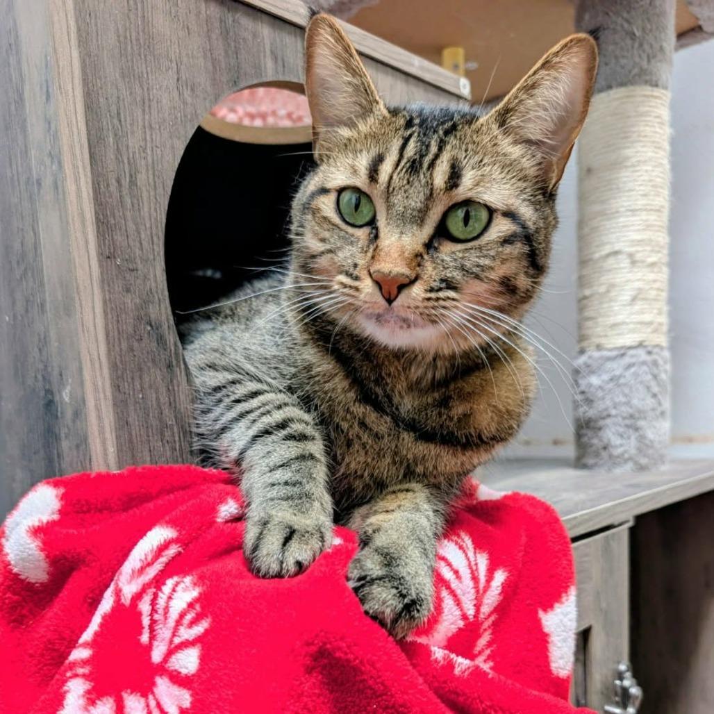 Suki, Adoptable, Adult Female Domestic Medium Hair.