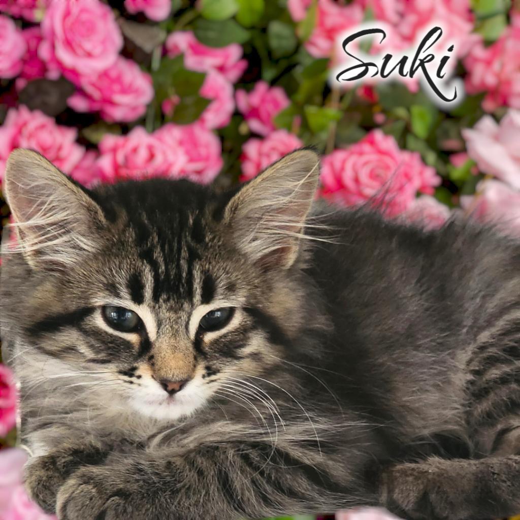 Enlarge Suki, a Adoptable Domestic Medium Hair in Las Cruces, NM image 2/6