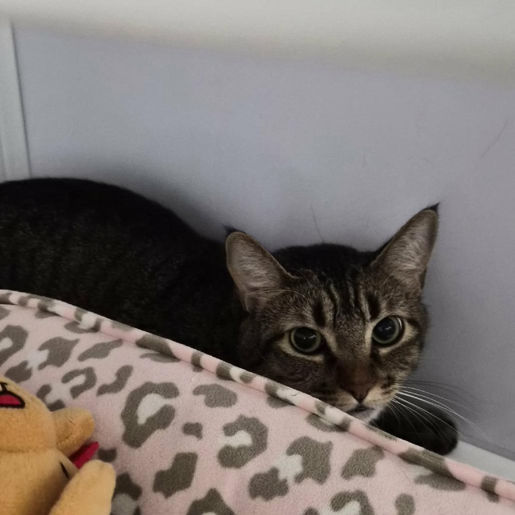 Enlarge Suki, a Adoptable Domestic Medium Hair in Las Cruces, NM image 3/6