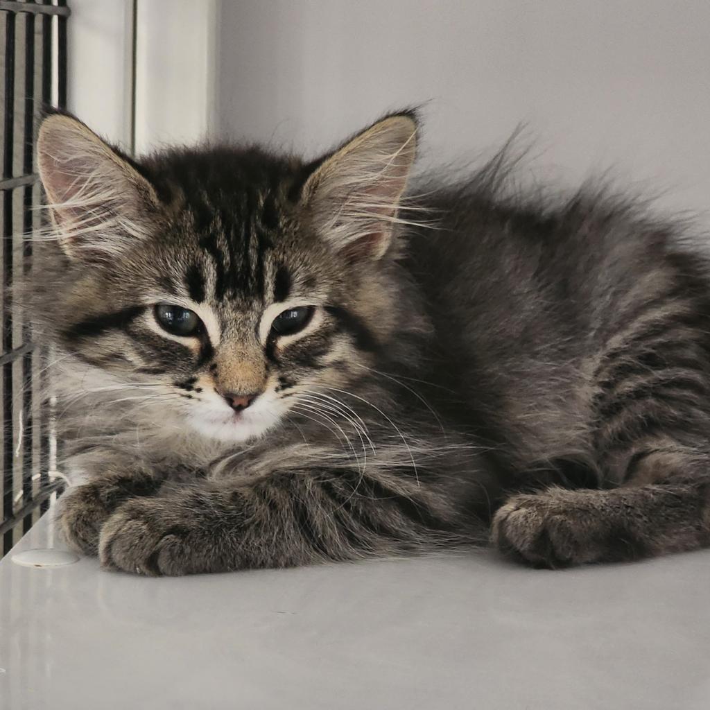 Enlarge Suki, a Adoptable Domestic Medium Hair in Las Cruces, NM image 4/6