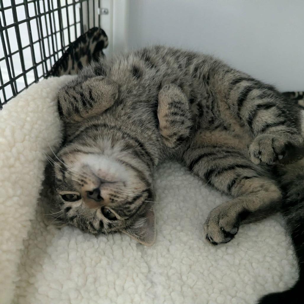 Enlarge Suki, a Adoptable Domestic Medium Hair in Las Cruces, NM image 5/6