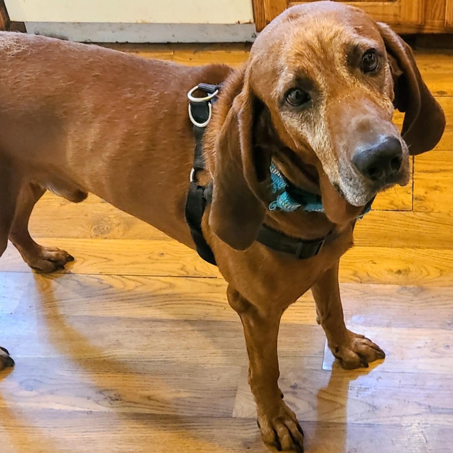 Ole Red, ADOPTABLE, Adult Male Redbone Coonhound.