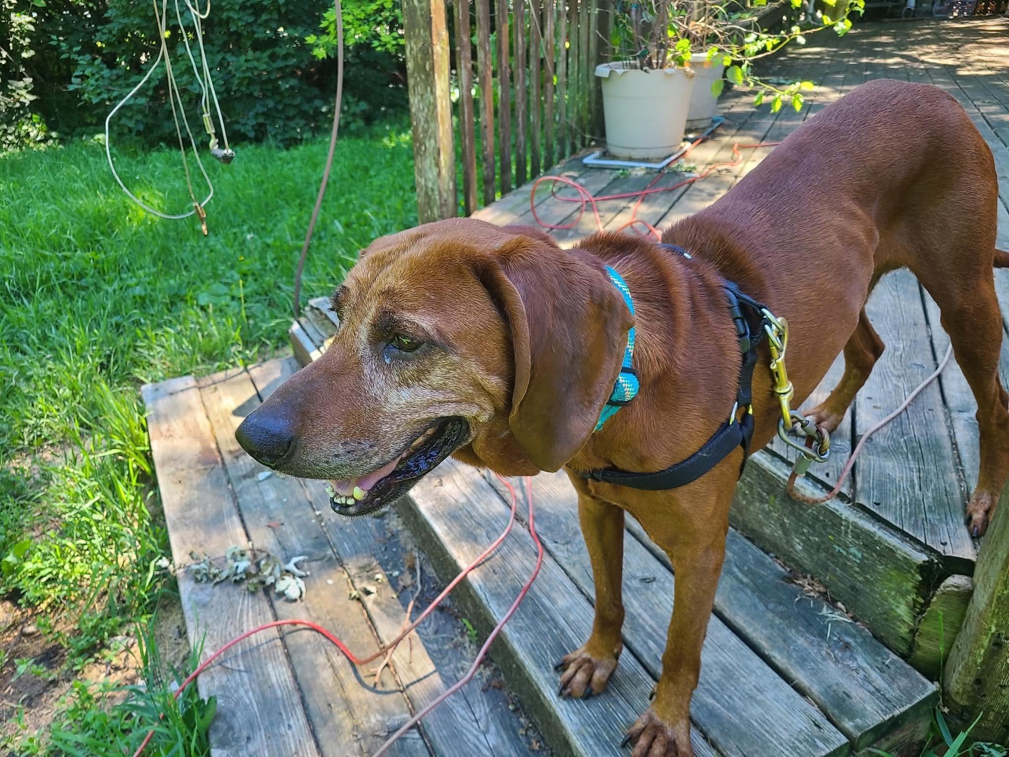 Enlarge Ole Red, a ADOPTABLE Redbone Coonhound in Mchenry, IL image 2/3