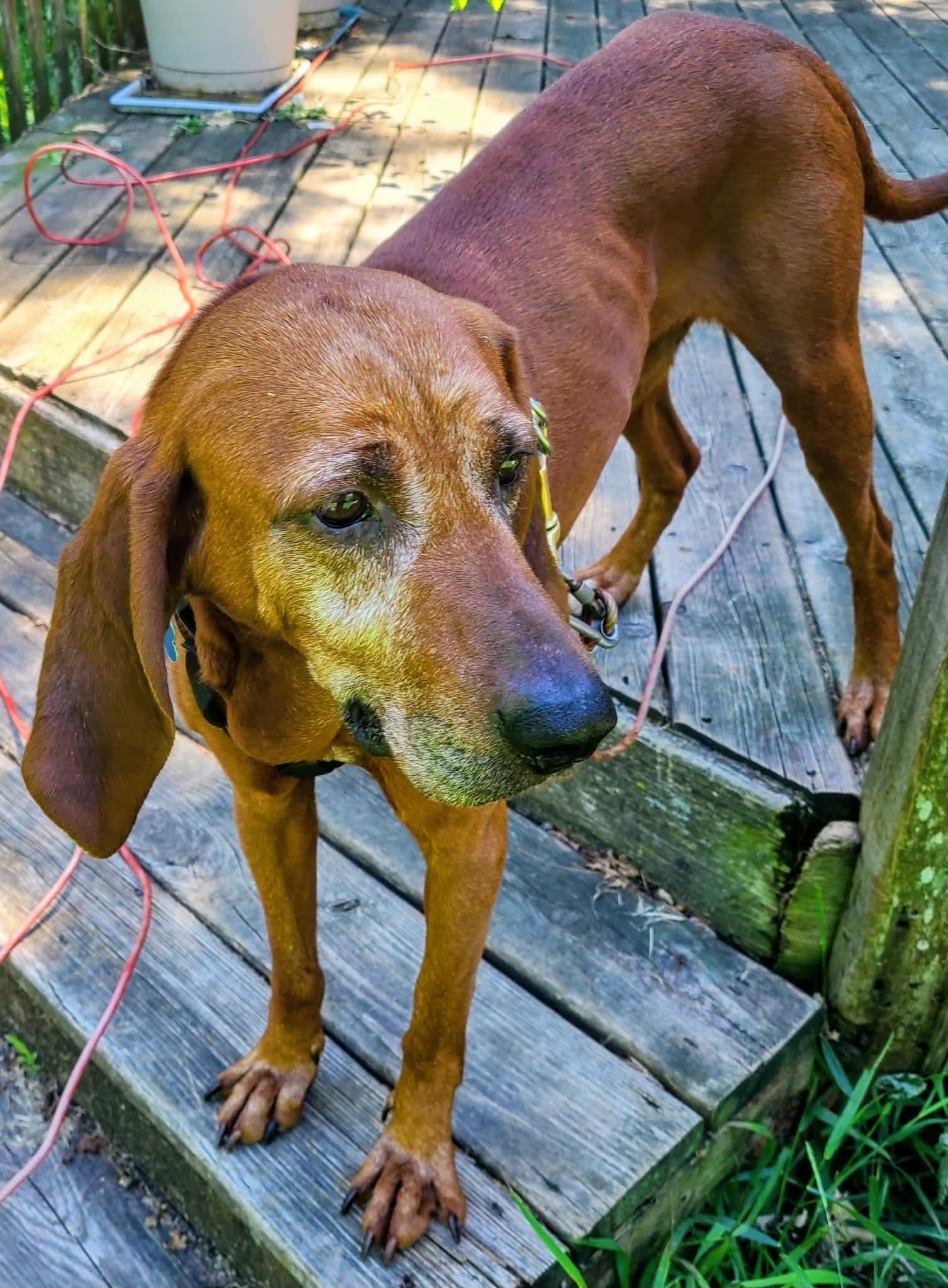 Enlarge Ole Red, a ADOPTABLE Redbone Coonhound in Mchenry, IL image 3/3