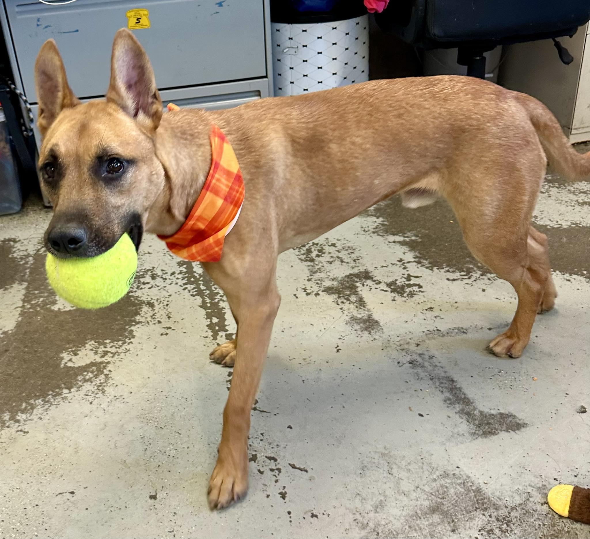 Enlarge Gemini, a Adopted mixed breed in Tracy, CA image 1/1