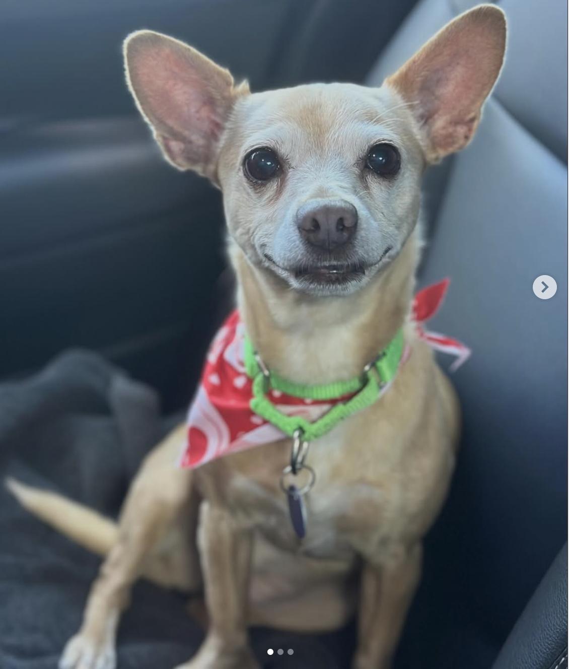 Enlarge Chalupa, a ADOPTABLE Chihuahua in San Diego, CA image 1/6