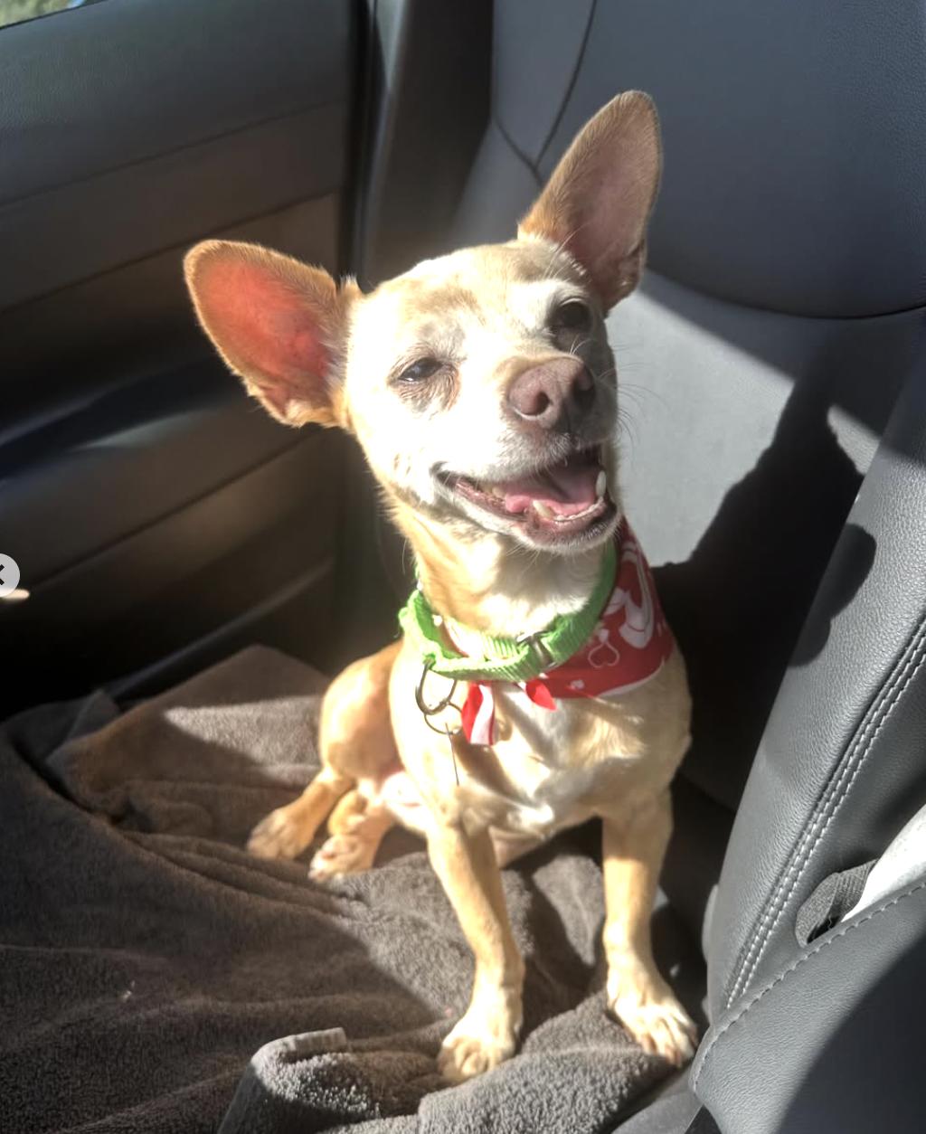 Enlarge Chalupa, a ADOPTABLE Chihuahua in San Diego, CA image 2/6