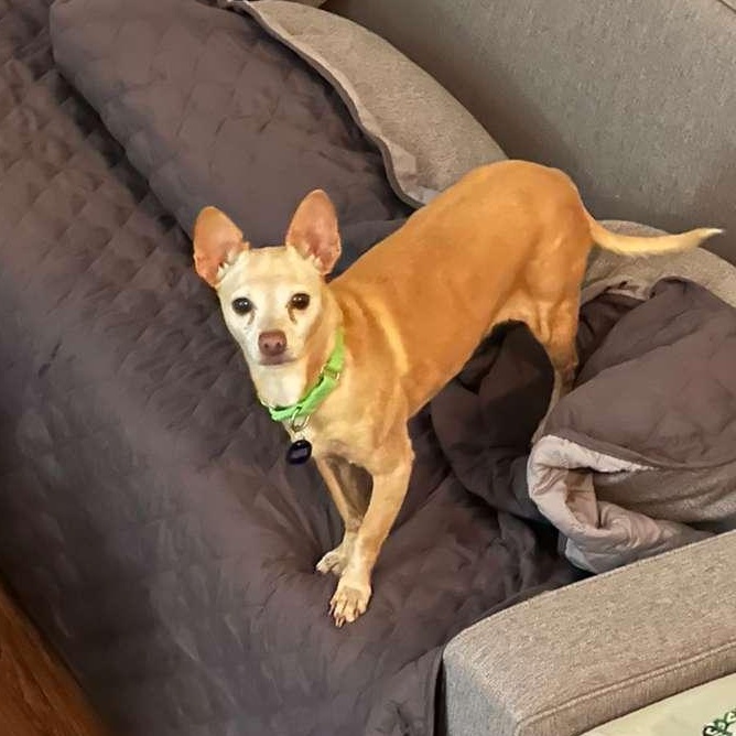 Enlarge Chalupa, a ADOPTABLE Chihuahua in San Diego, CA image 3/6