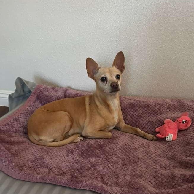 Enlarge Chalupa, a ADOPTABLE Chihuahua in San Diego, CA image 4/6