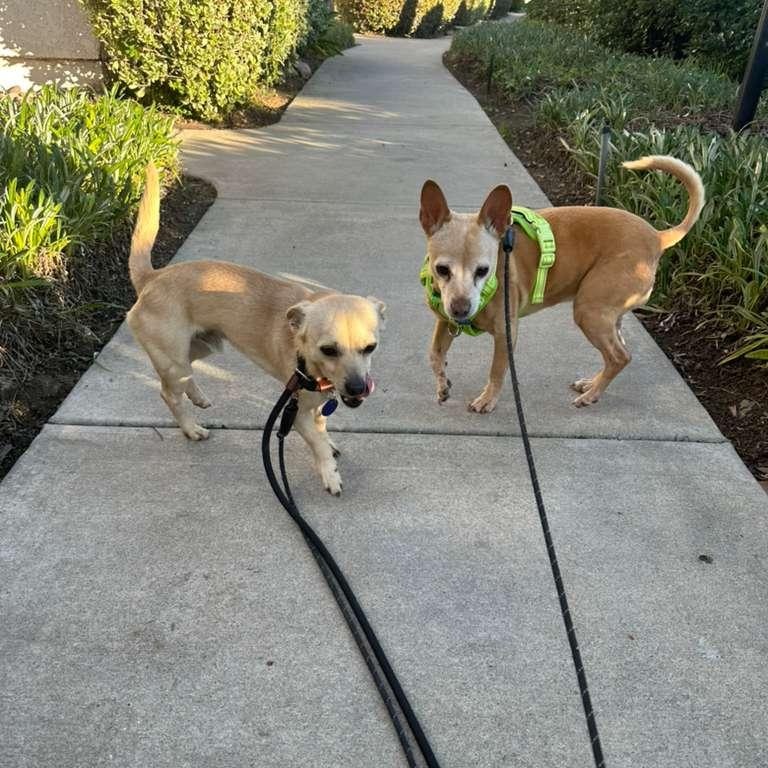 Enlarge Chalupa, a ADOPTABLE Chihuahua in San Diego, CA image 5/6